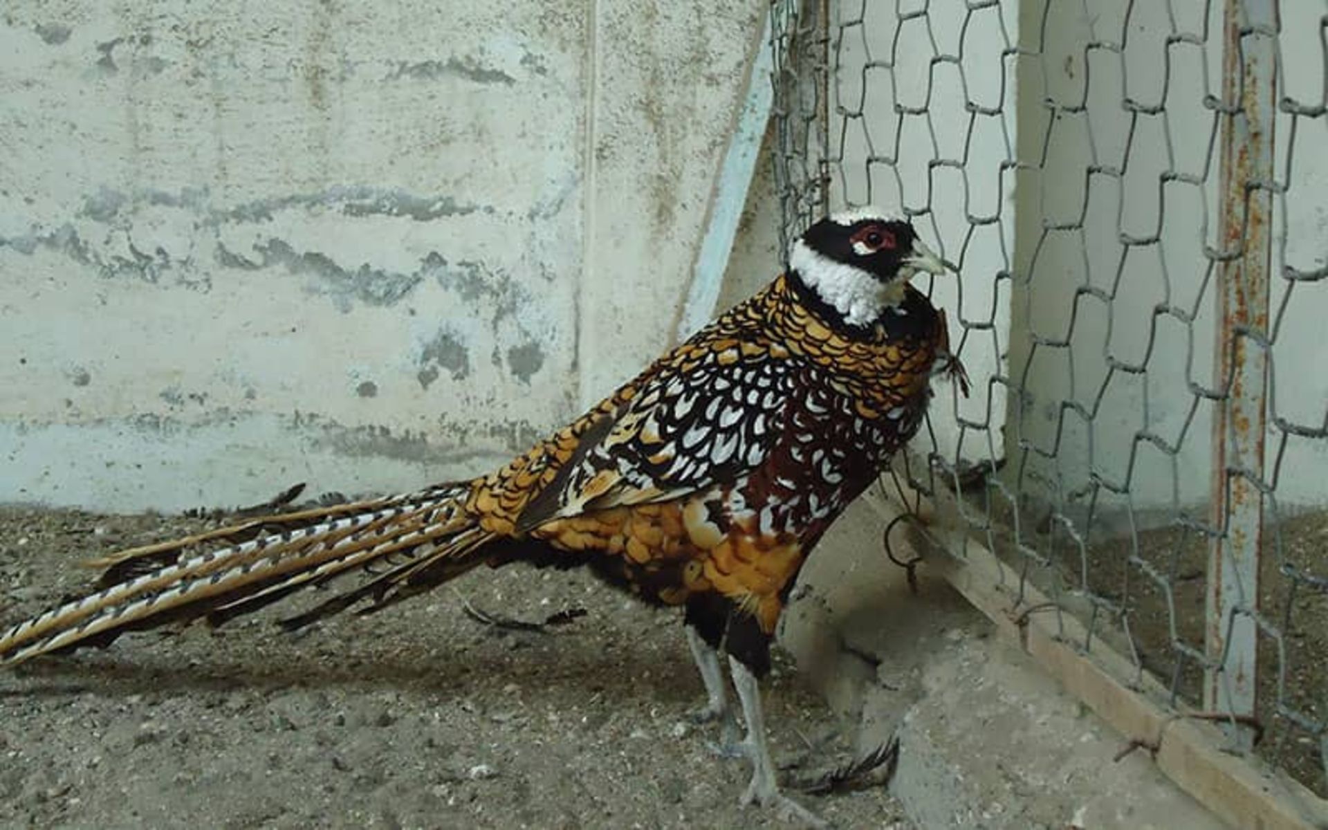Beautiful and rare bird in Astara Bird Park