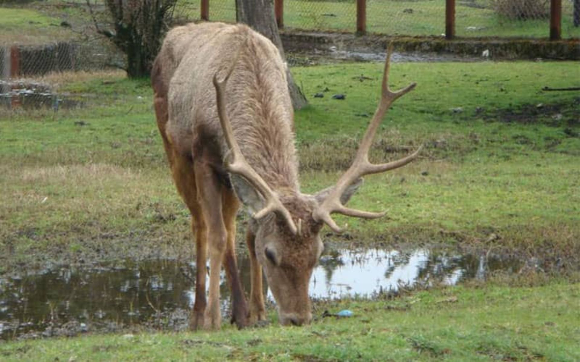 Deer eating grass in Astara National Park