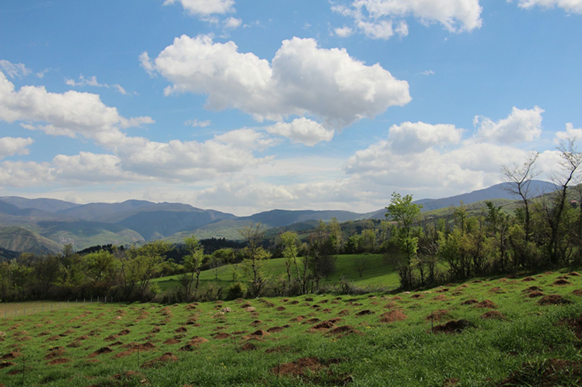 Plaing trees on the green slopes of the river