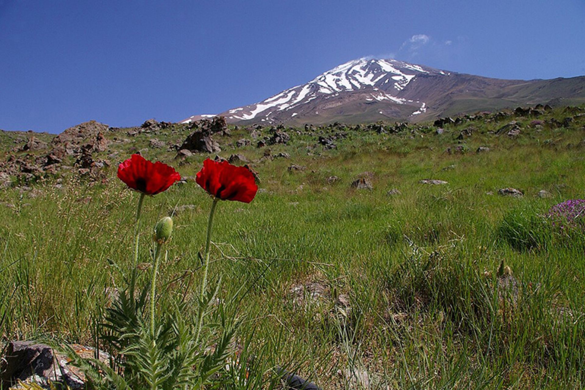 Green slopes and anemones on the edge of Mou Damavand