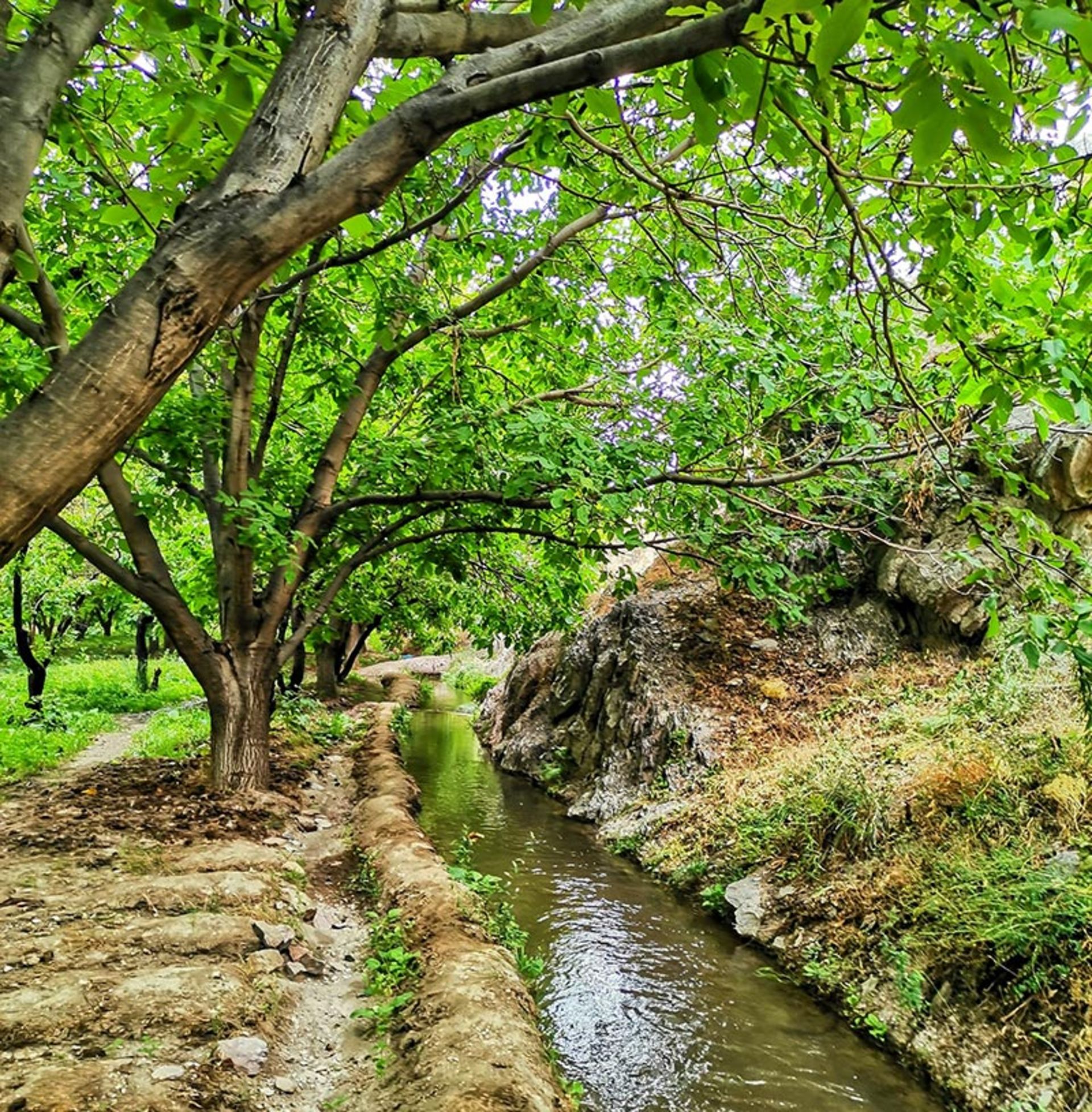 A stream of water in a green garden in Damavand
