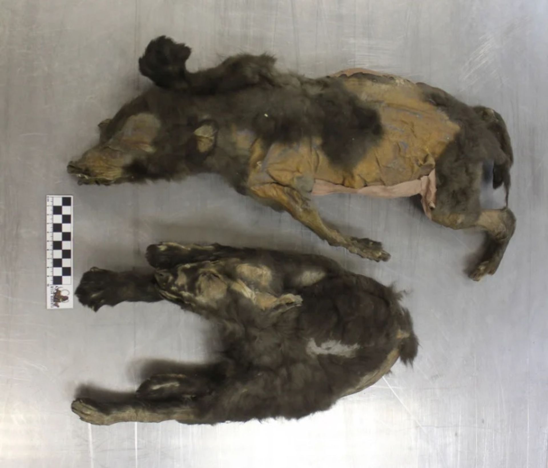 Relatively healthy mummy of two wolf cubs in Siberia
