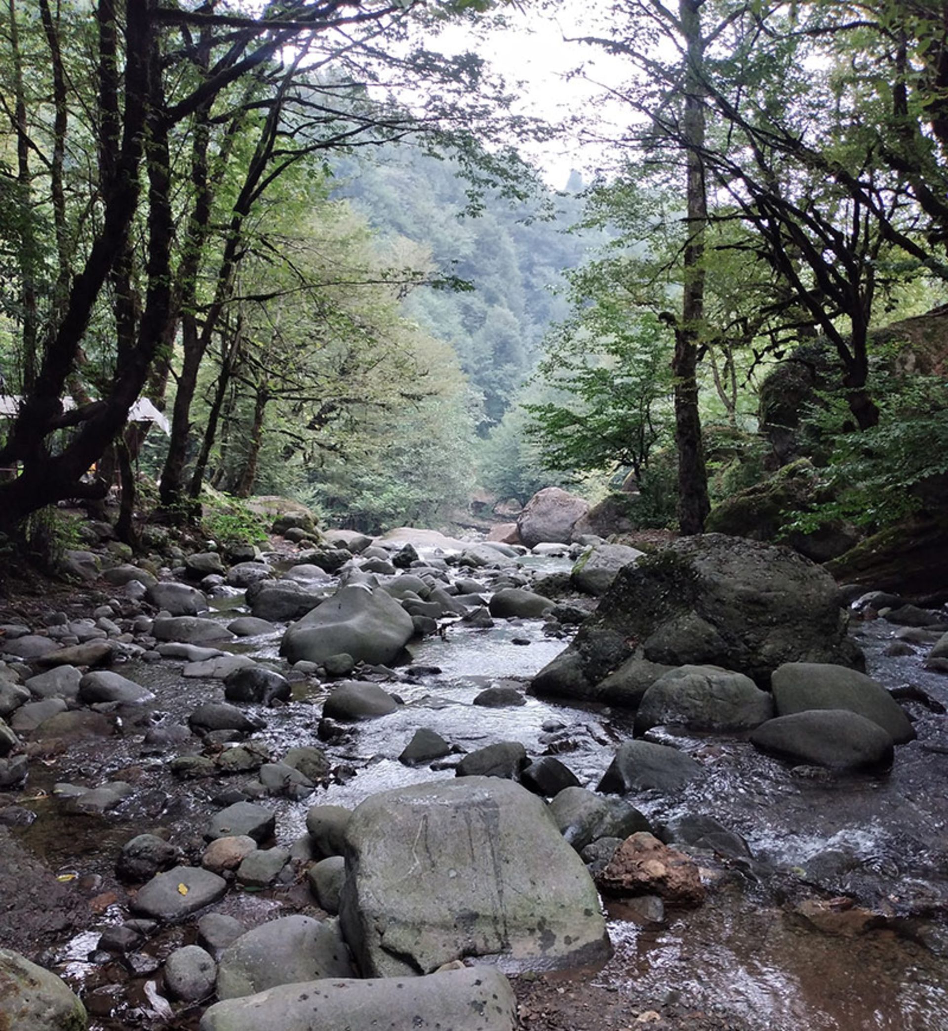 A river path in the heart of the forests of Siahkolrod