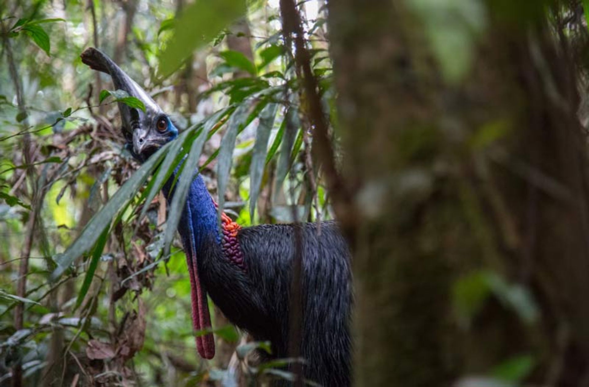 The curious look of the cassowary through the dense vegetation of the forest