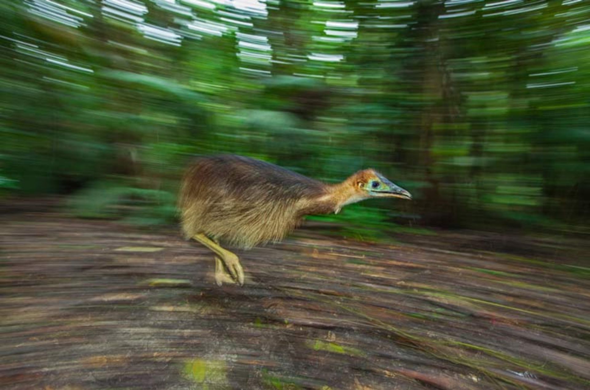 Fast moveme of a cassowary chick on the forest floor