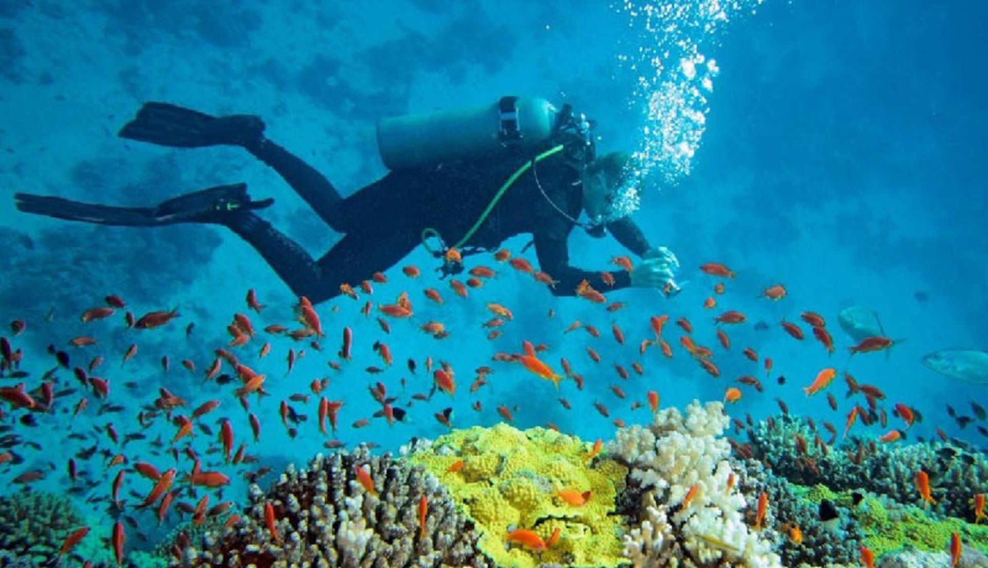 Diving in the deep coastal waters of Qeshm