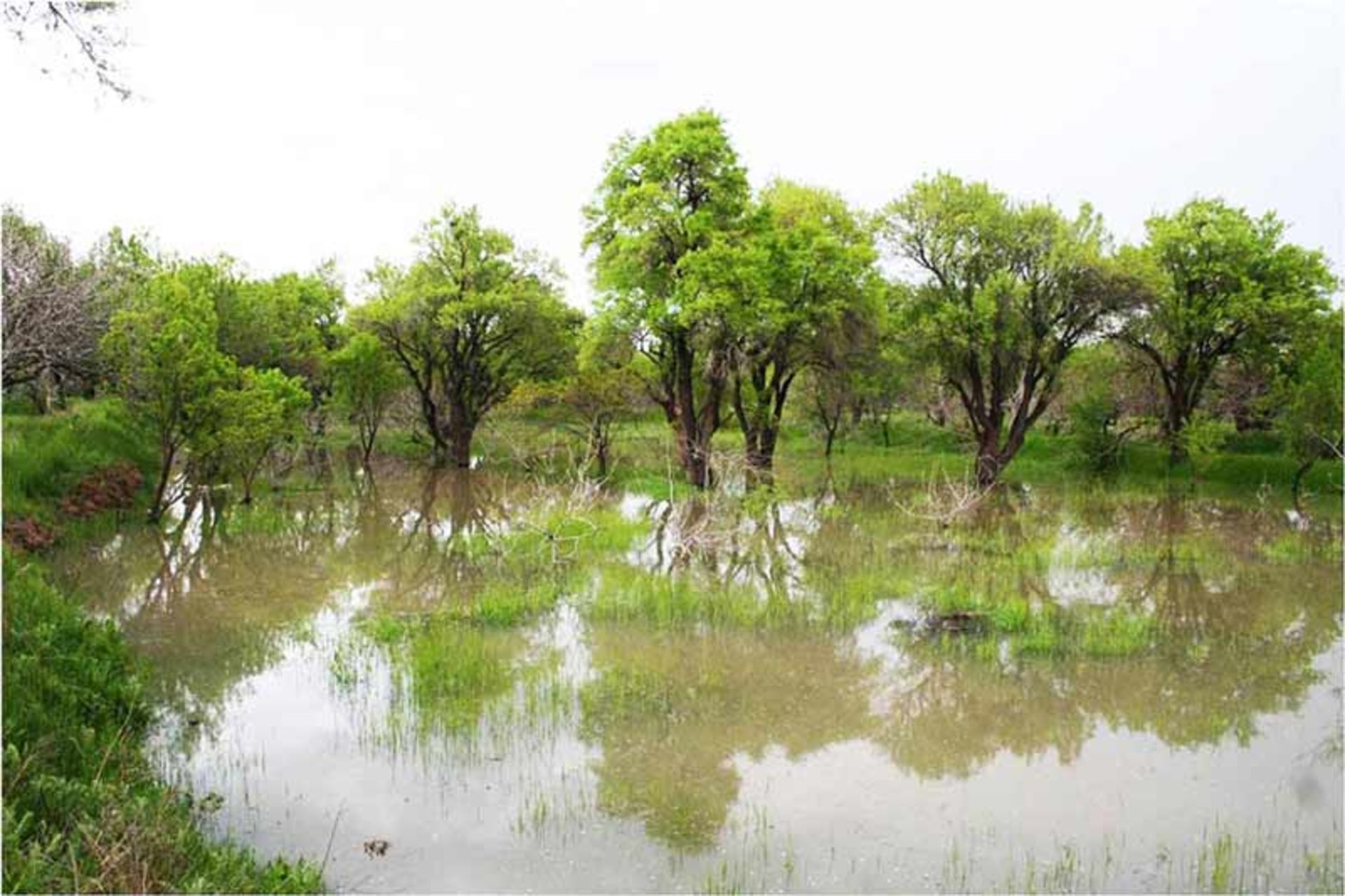 Water ponds and green trees in the traditional gardens of Qazvin