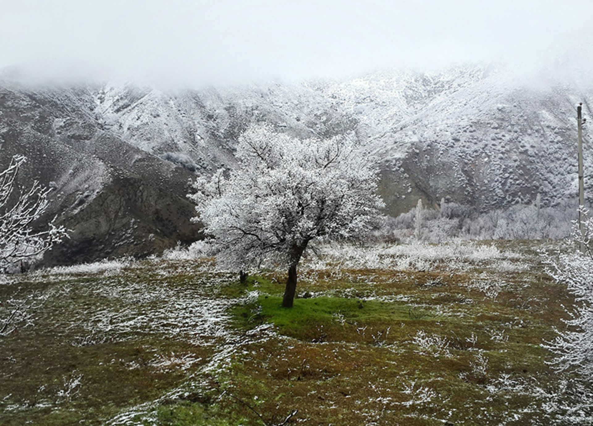 Snow-covered branches of trees in Qazvin