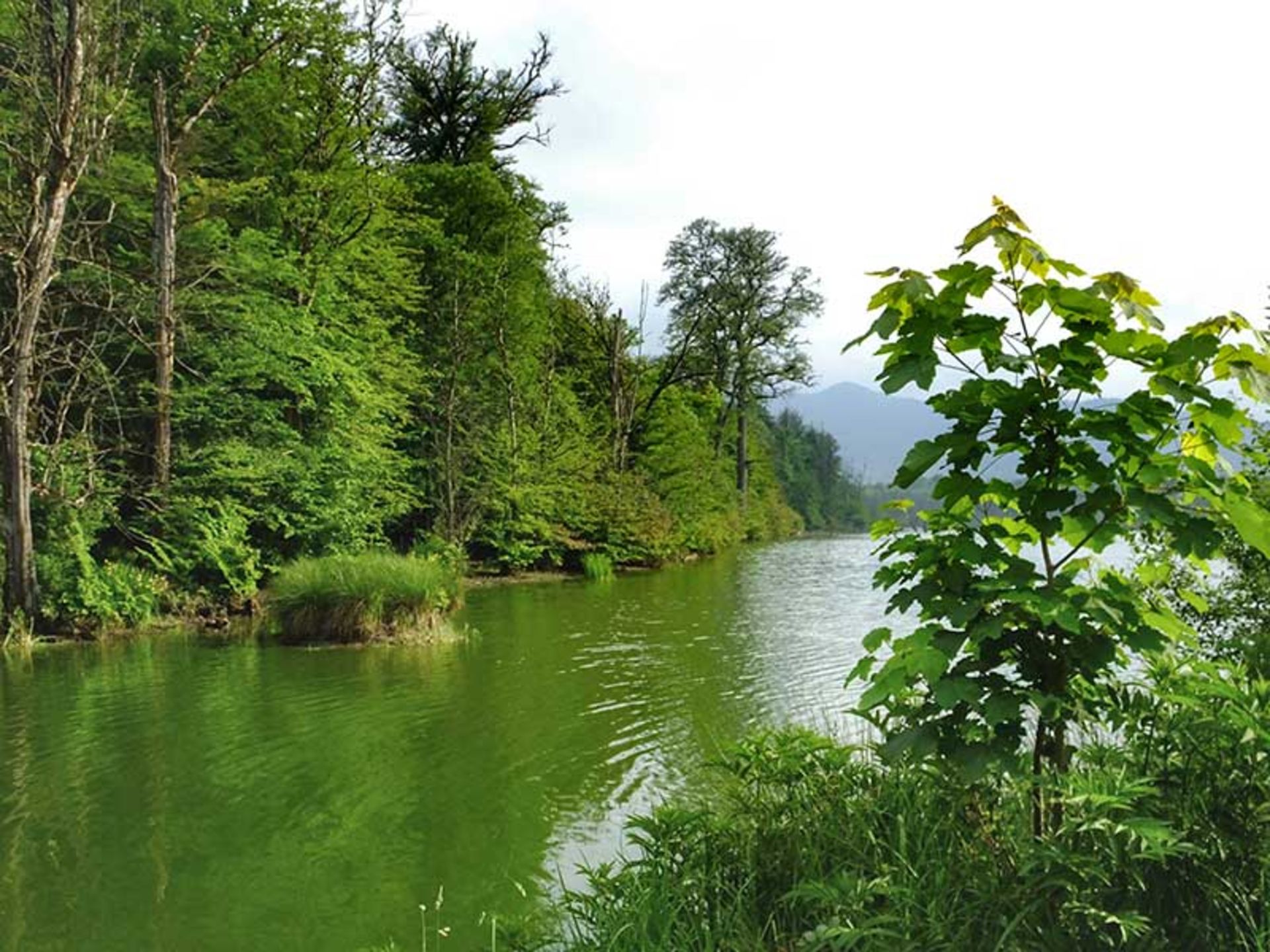 Lake Elandan and the forest around it