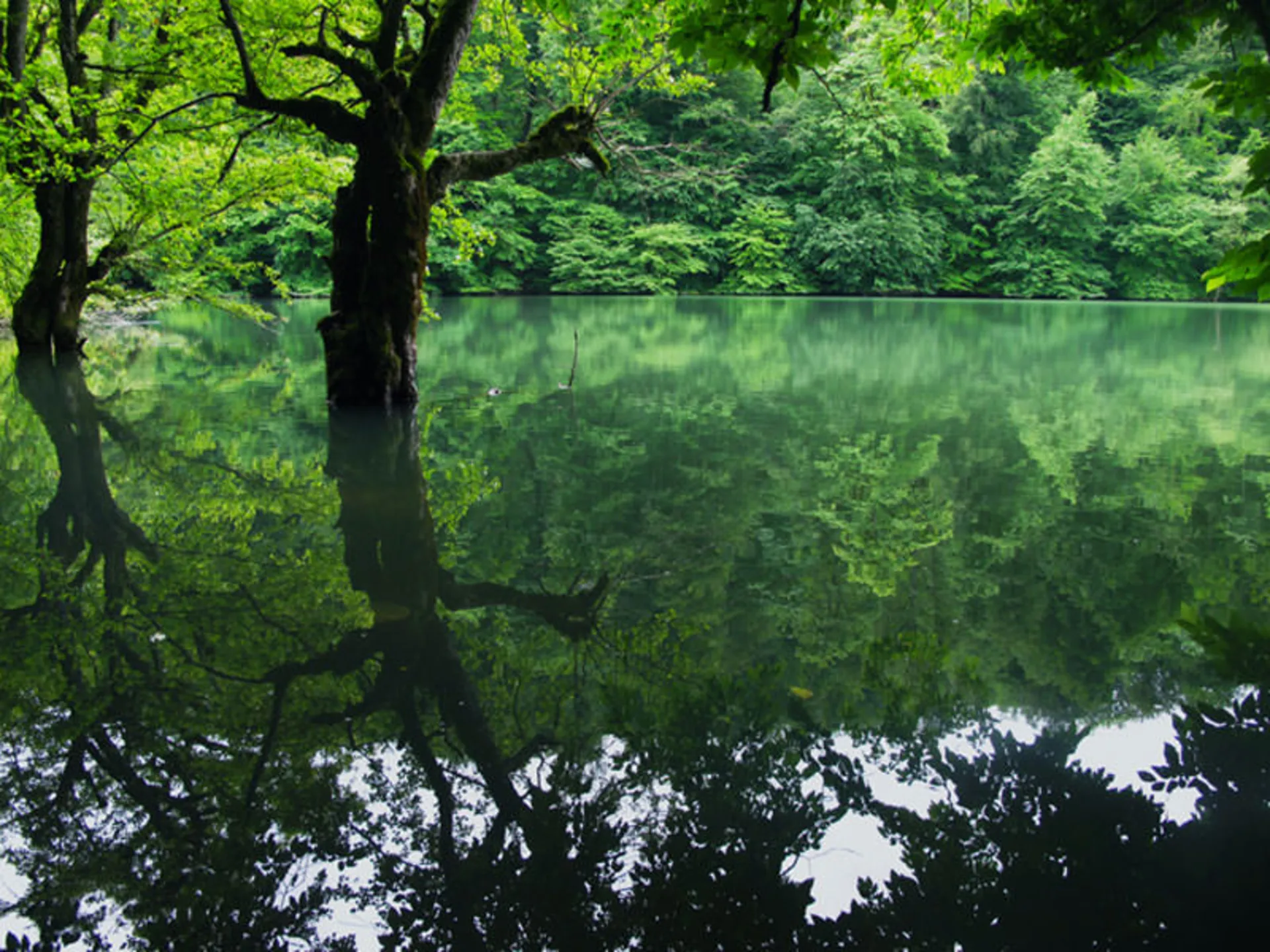 Mianshe lake among green trees