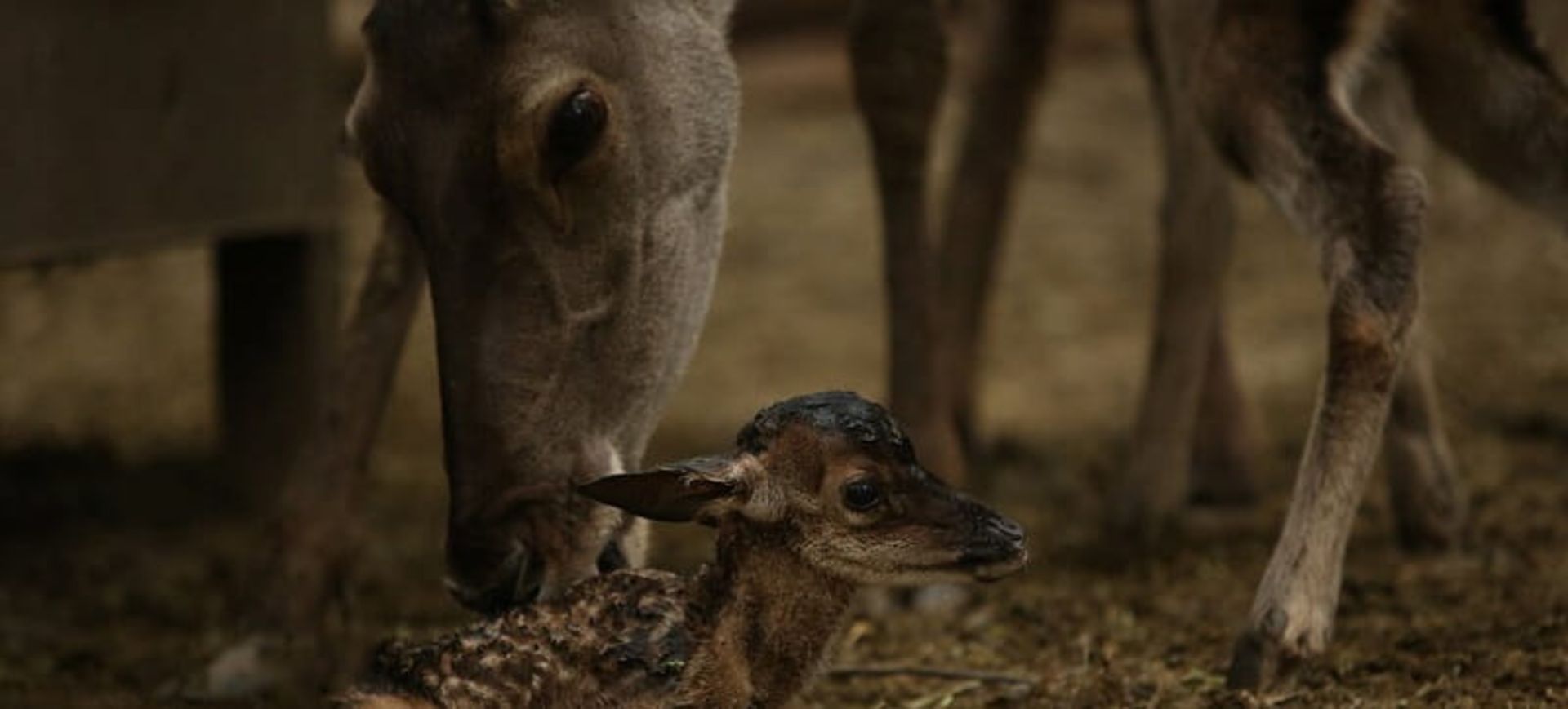 The birth of a baby deer in Samskandeh Wildlife Sanctuary