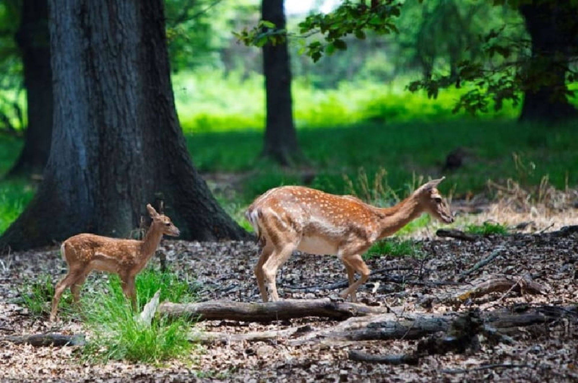 Deer grazing in Dasht Naz Sari Wildlife Sanctuary