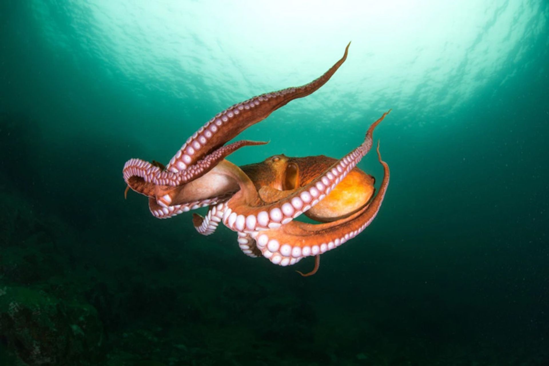 Gia octopus in Seattle