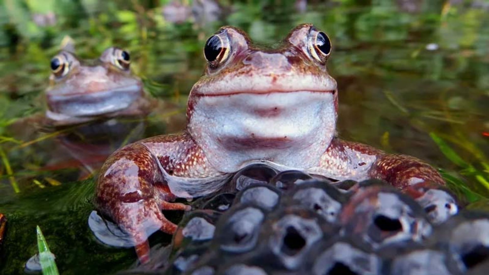 Close-up of a brown frog with bulging eyes