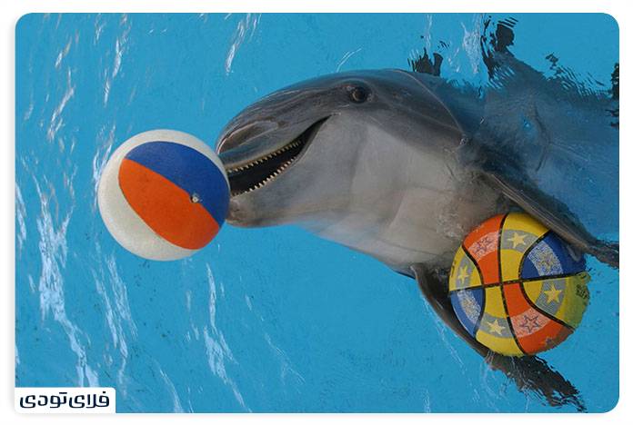 Kish Dolphin Park