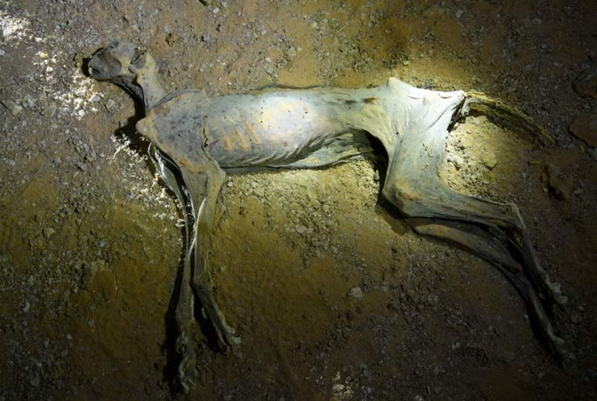 The full and elongated body of a mummified cheetah left on the ground of the cave