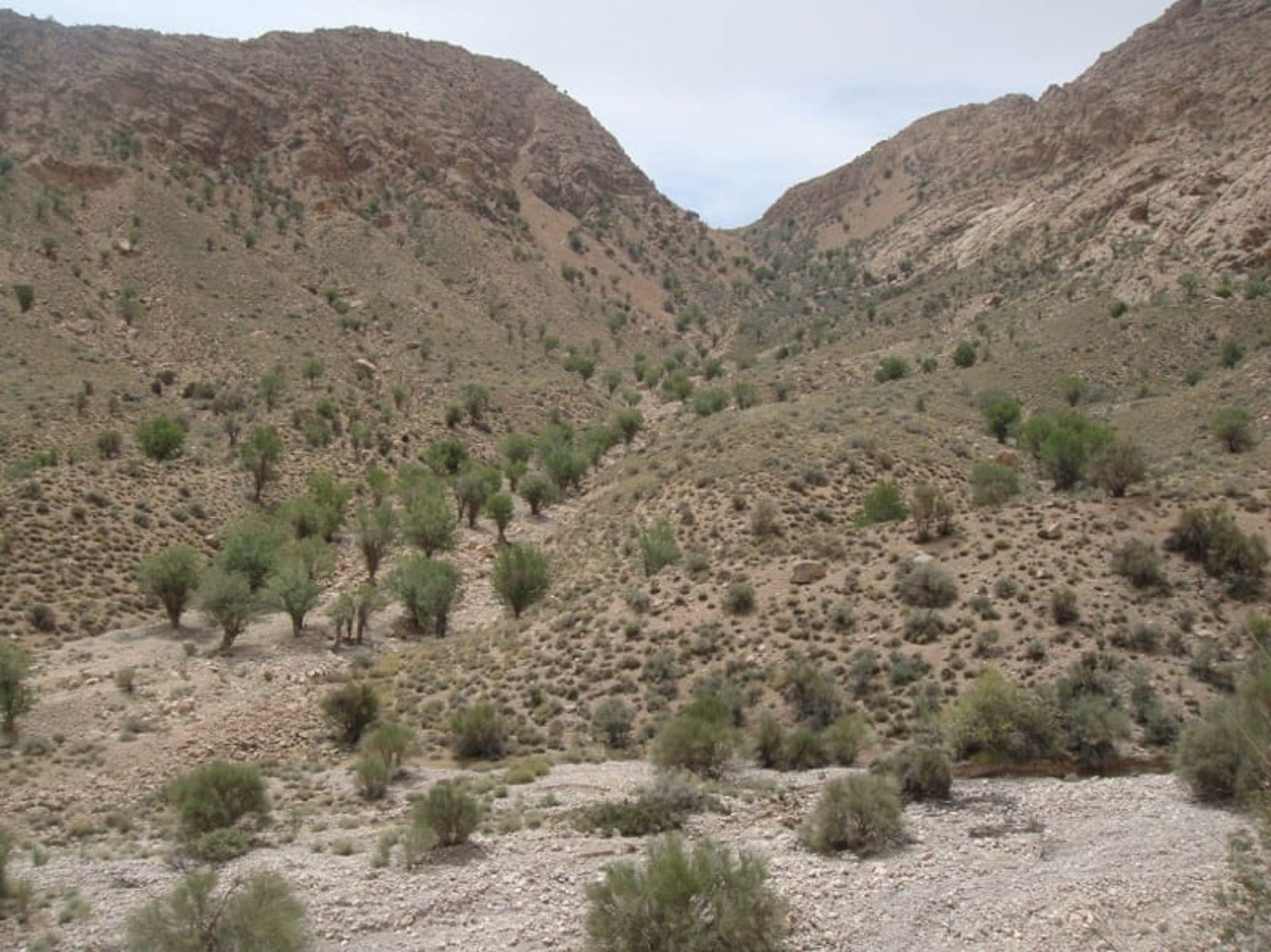 Short shrubs in the Seno forest