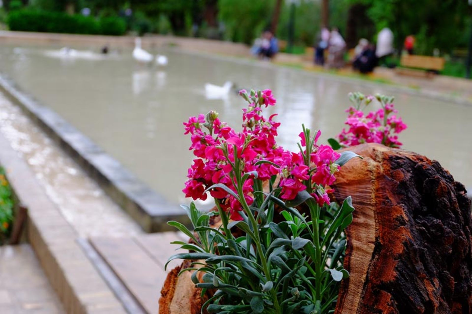 Spring in Golshan Tabas garden