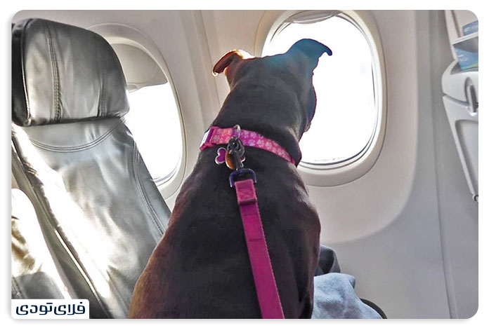 Tips and conditions for transporting a pet by plane