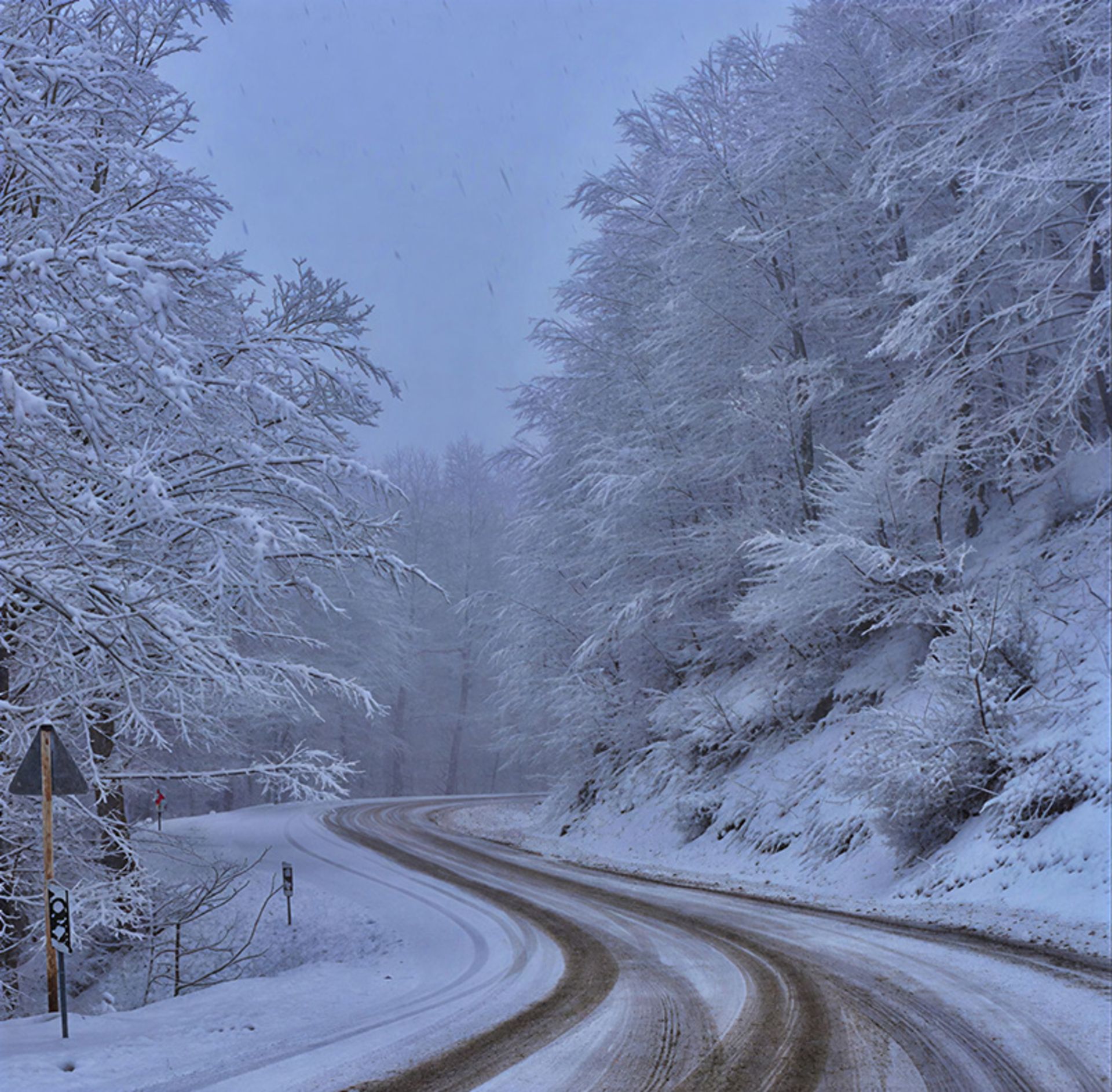 The Tuskistan forest of Gorgan in wier