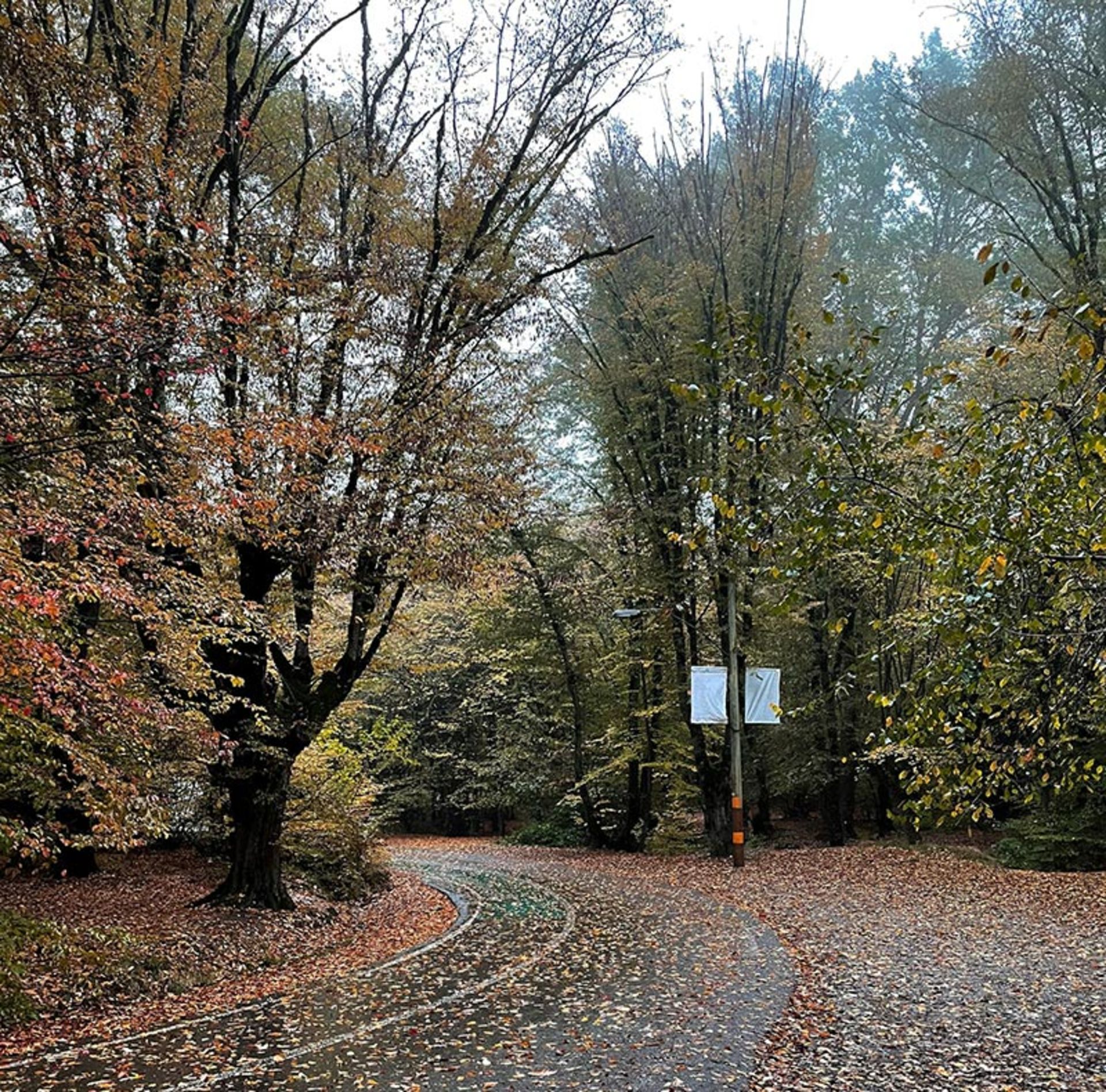 The Tuskistan forest of Gorgan in autumn