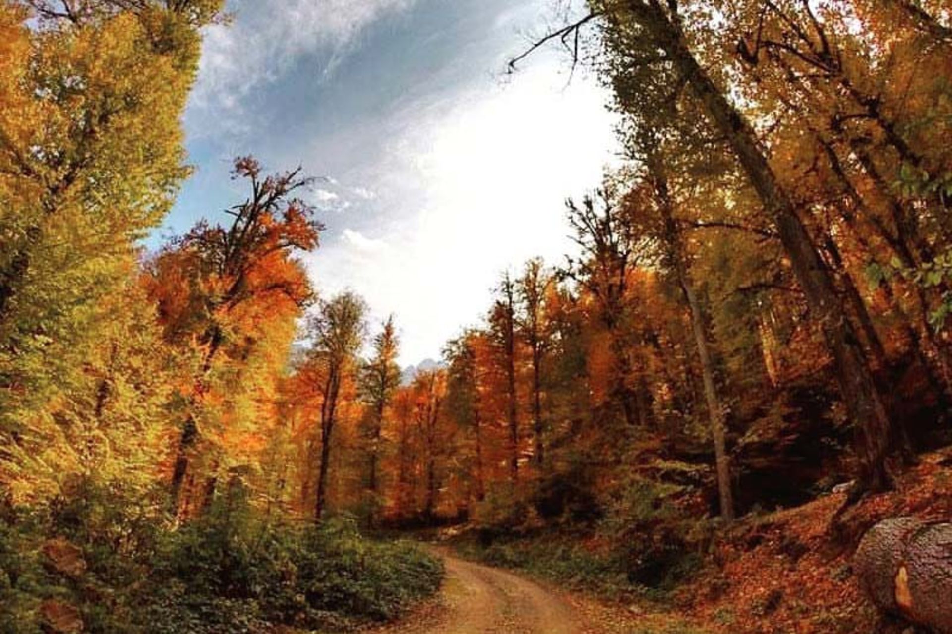 Cardamom forest trees in autumn