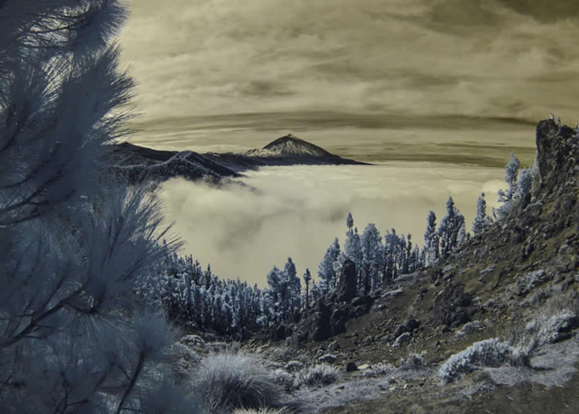 Infrared dreamscape