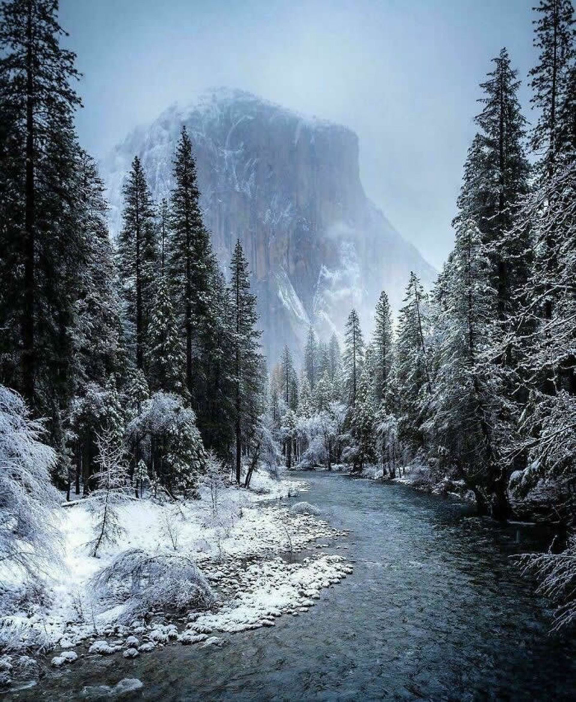 Forest and snowy pines