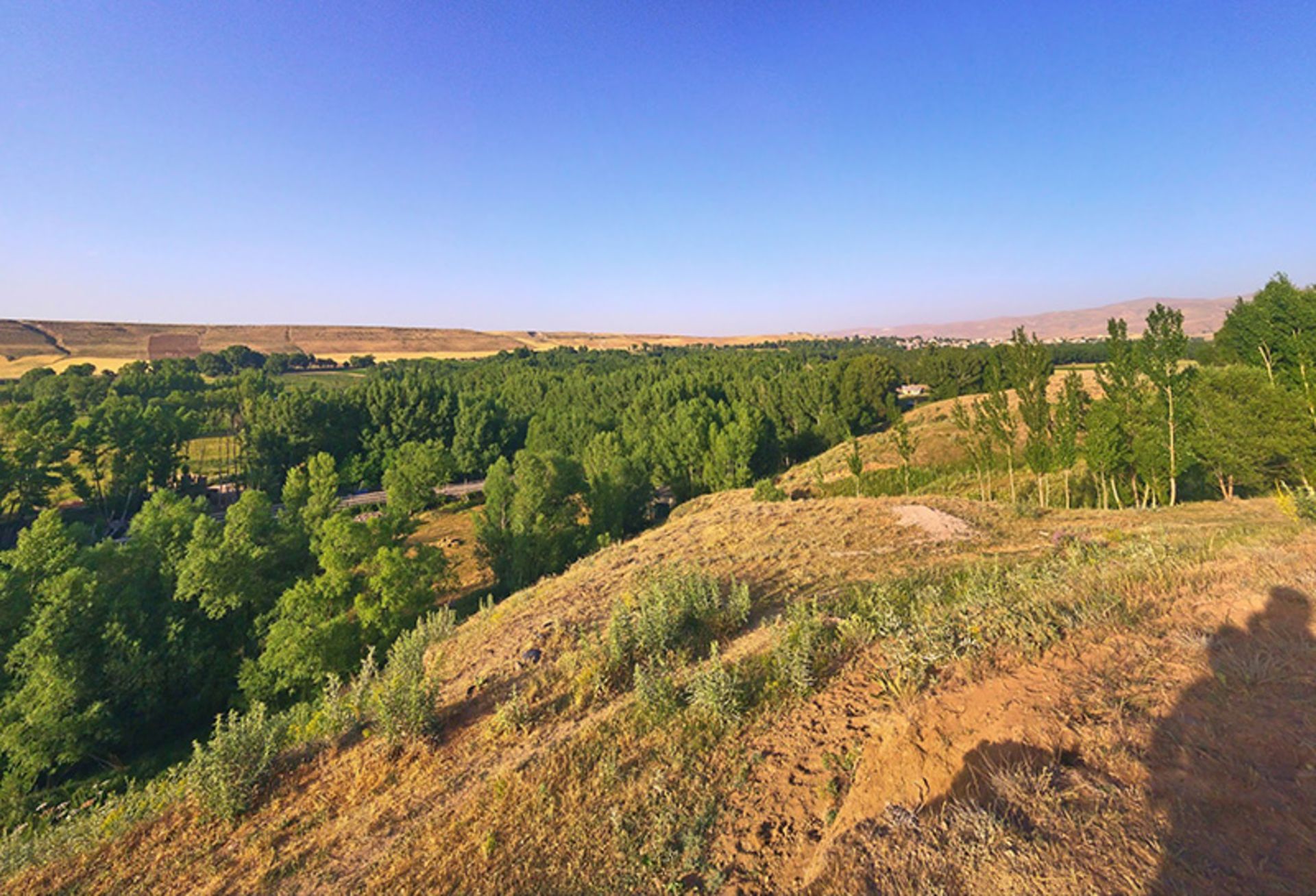 The trees of Bolaghlar promenade, Ardabil
