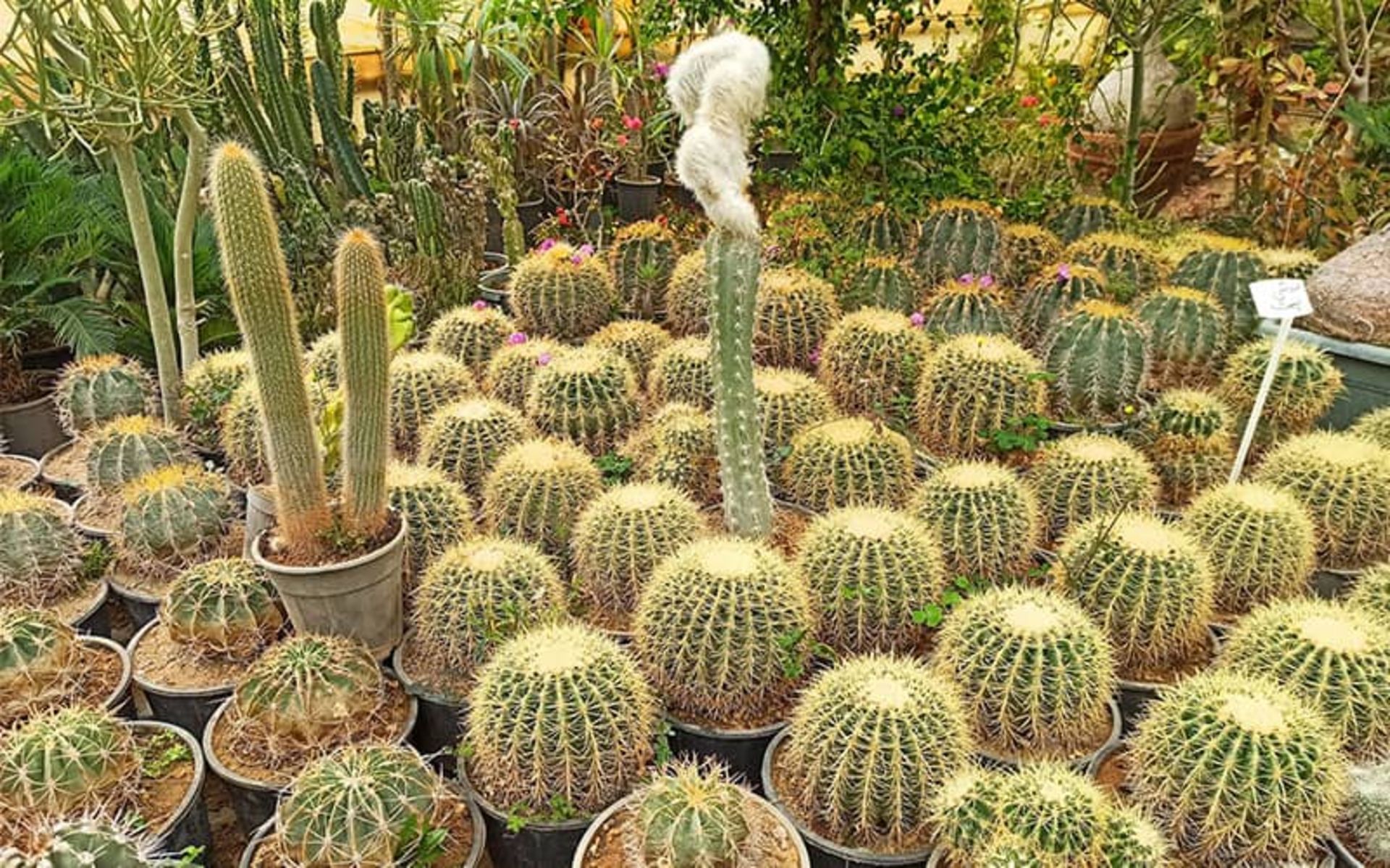 Cactus pots in the flower village and ornameal plas of Mahalat