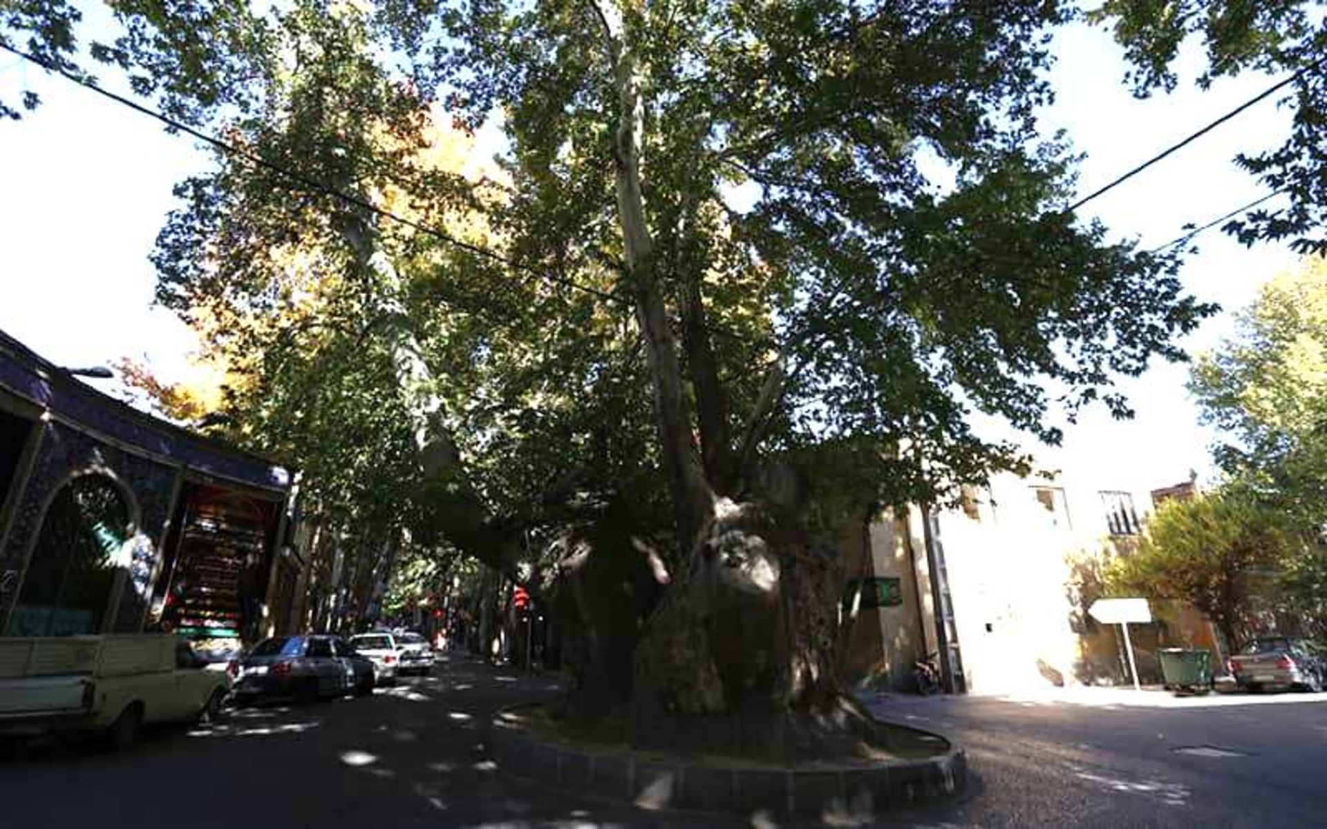 A thick and historical tree in the middle of the street