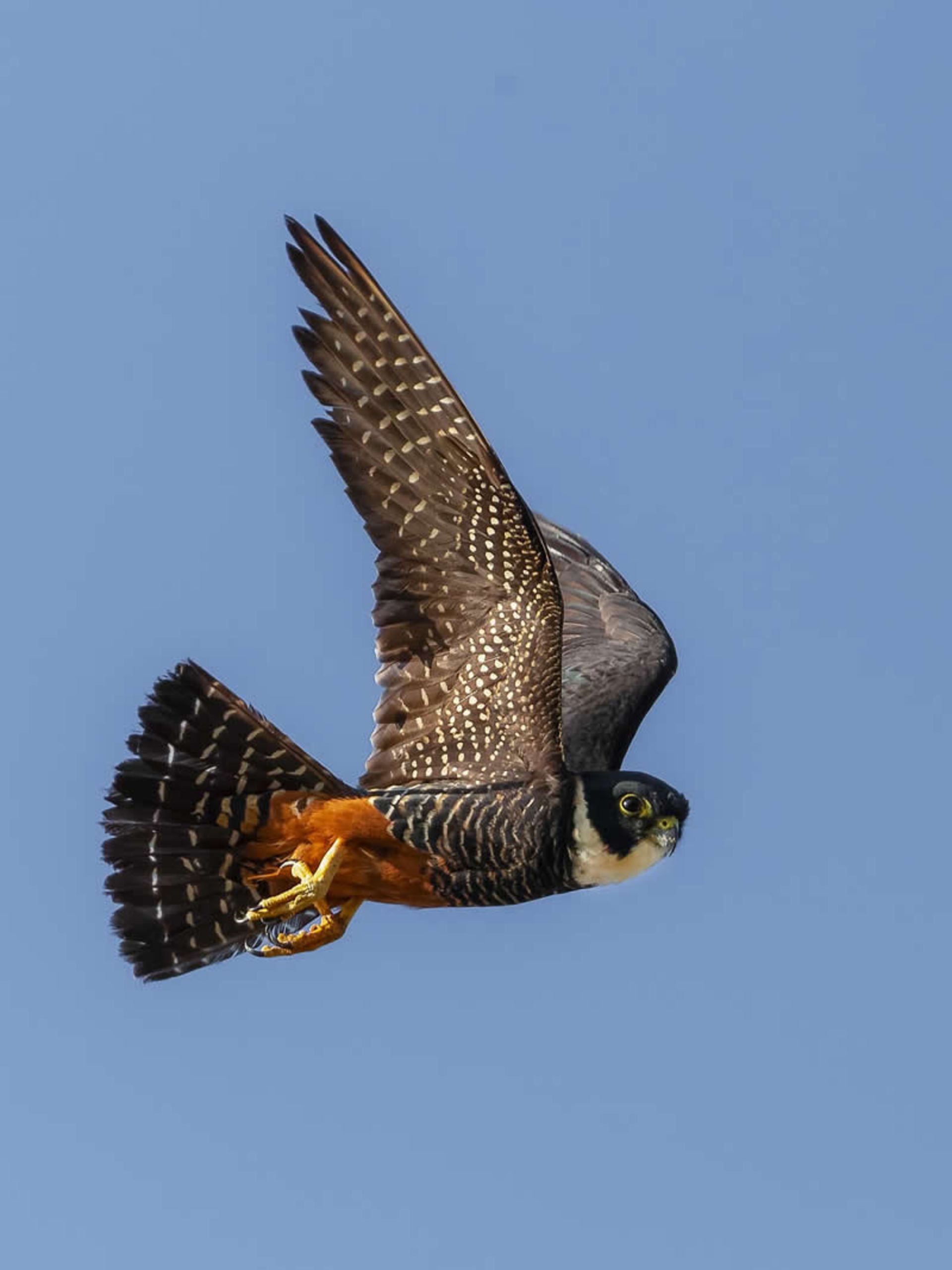 Bat hawk in flight