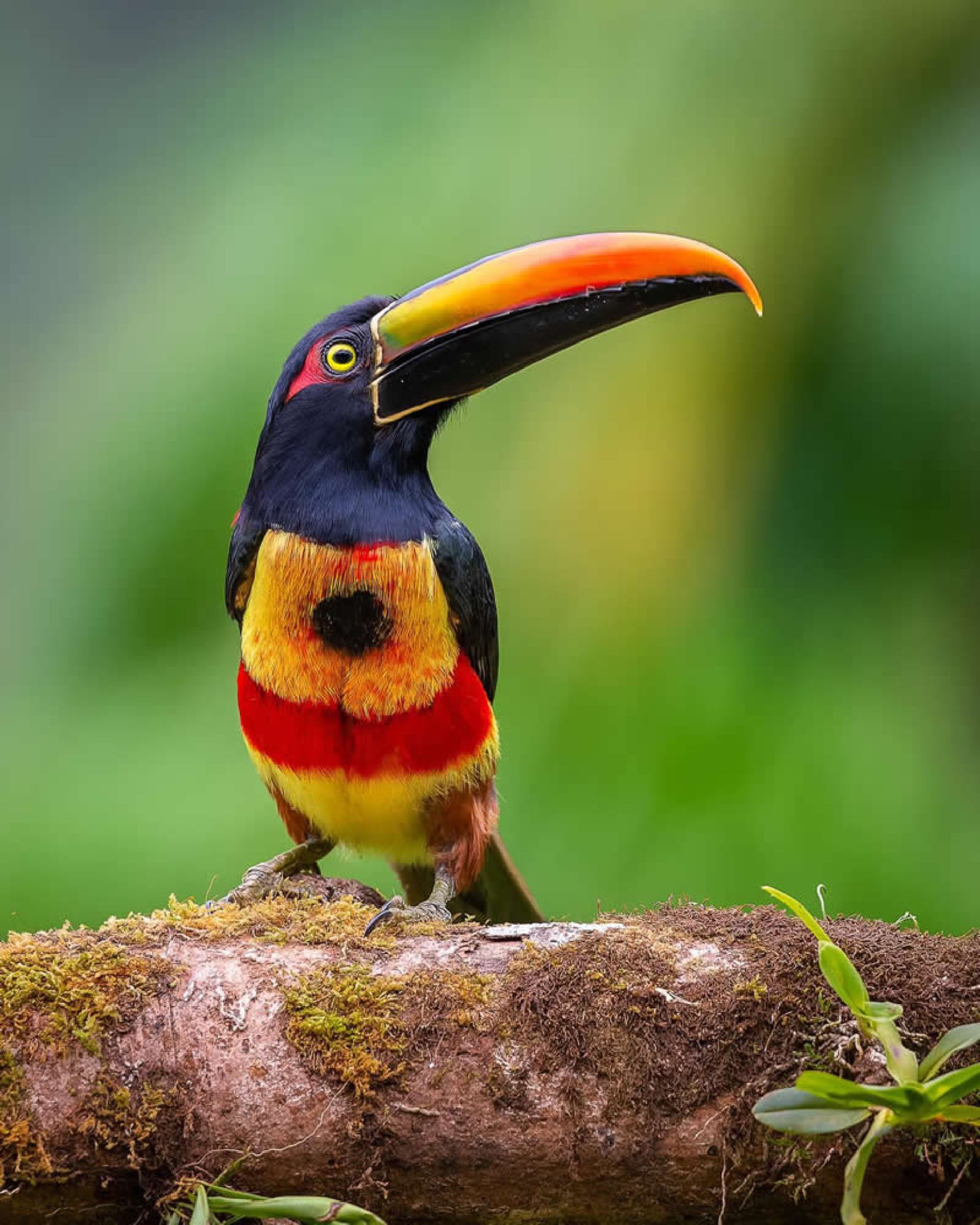 Red toucan in the forest of Costa Rica