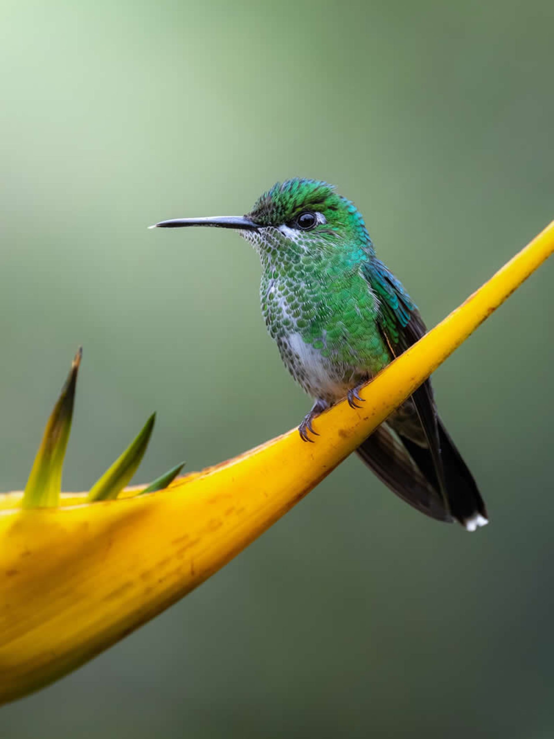 Brillia hummingbird in the rainforest