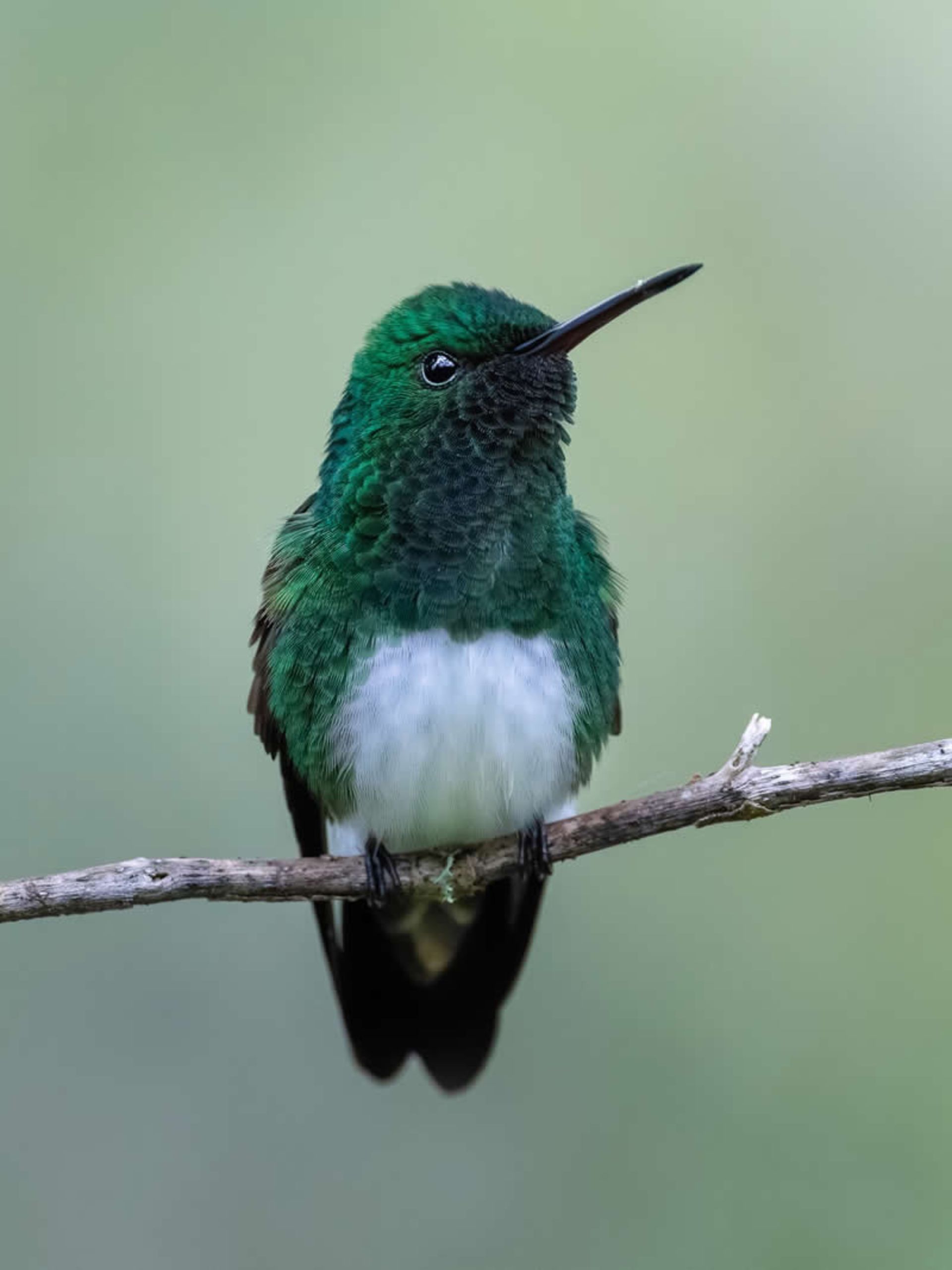 Green hummingbird in the rainforest