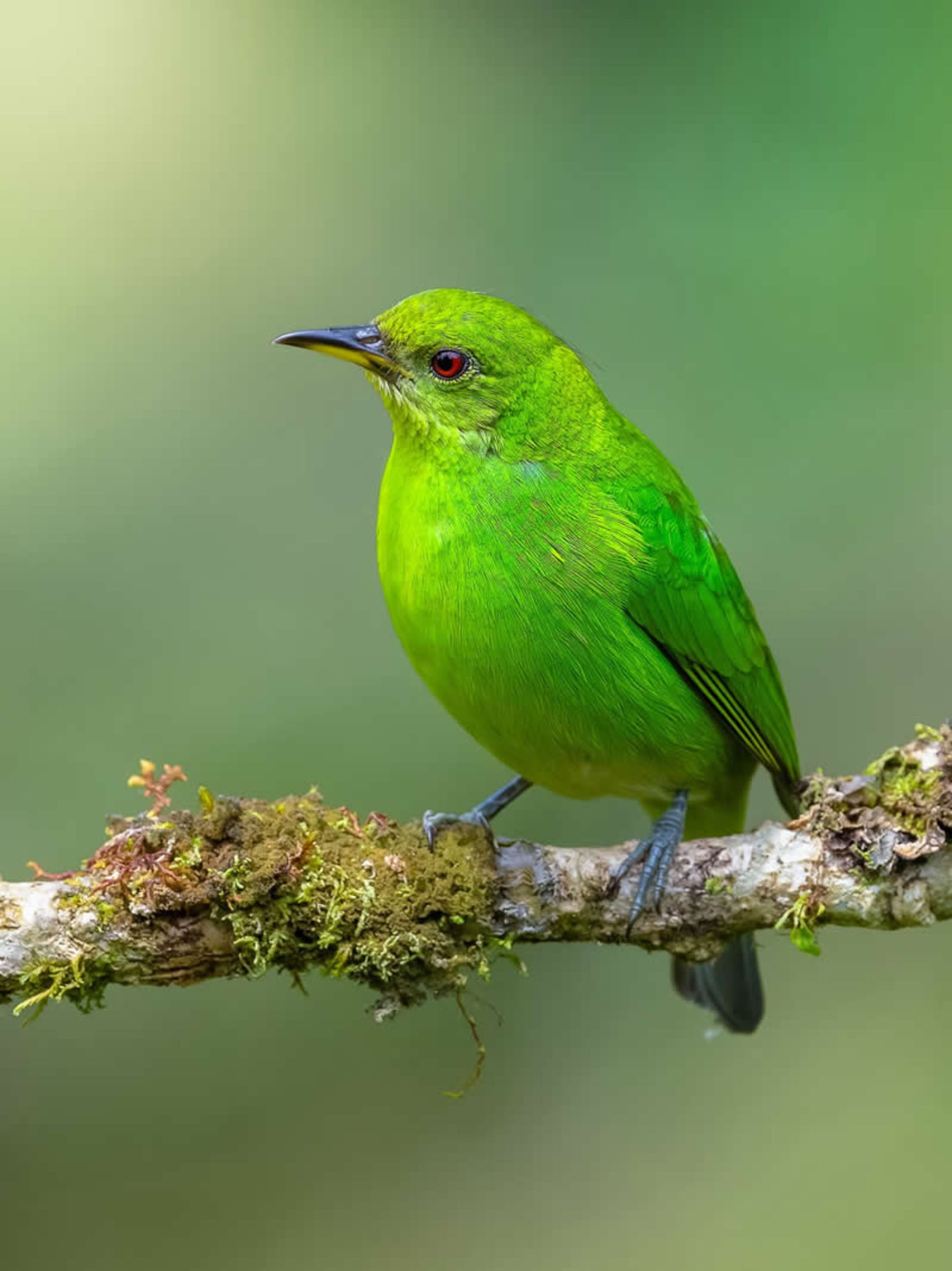 Green honey killer in Costa Rica