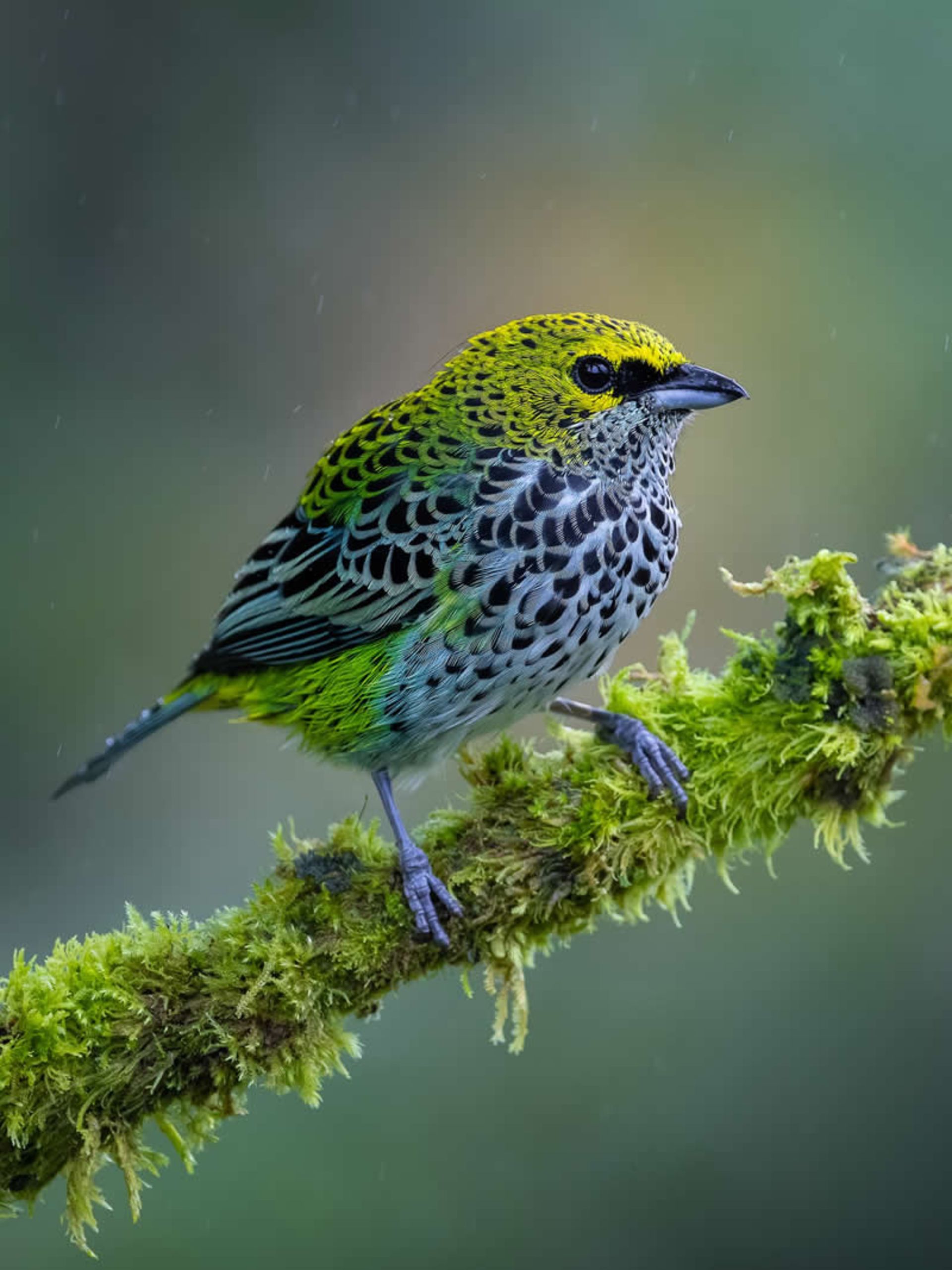Lucky Kamkhal in Costa Rica
