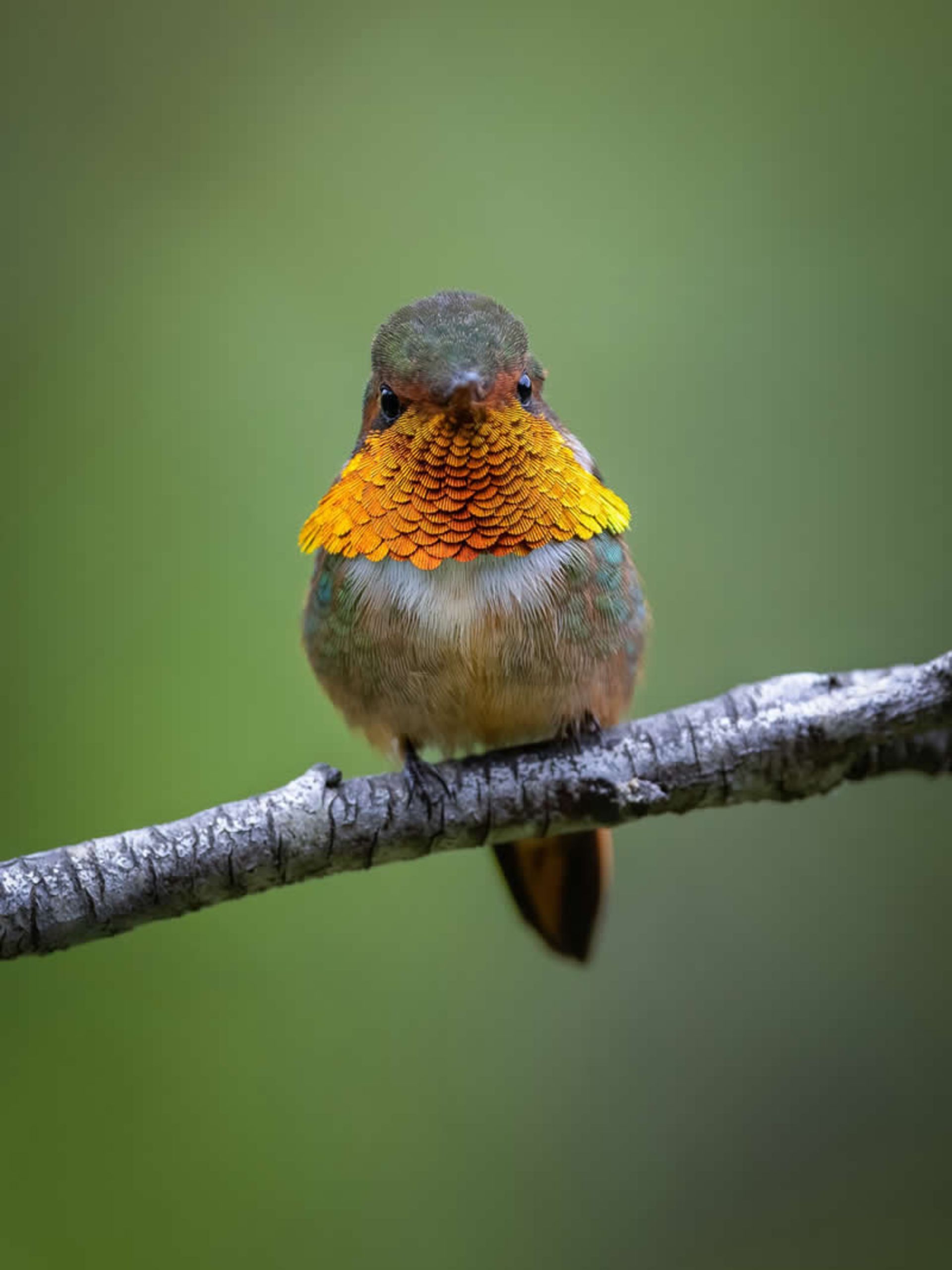 Chispita in the jungles of Costa Rica