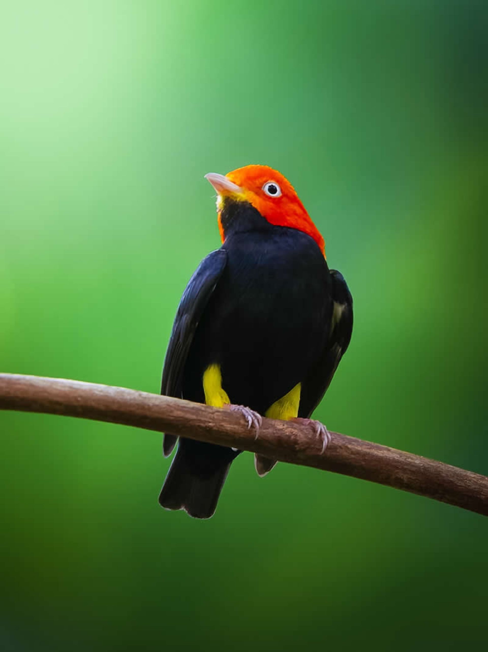 Red-capped rainbow in the rain forest