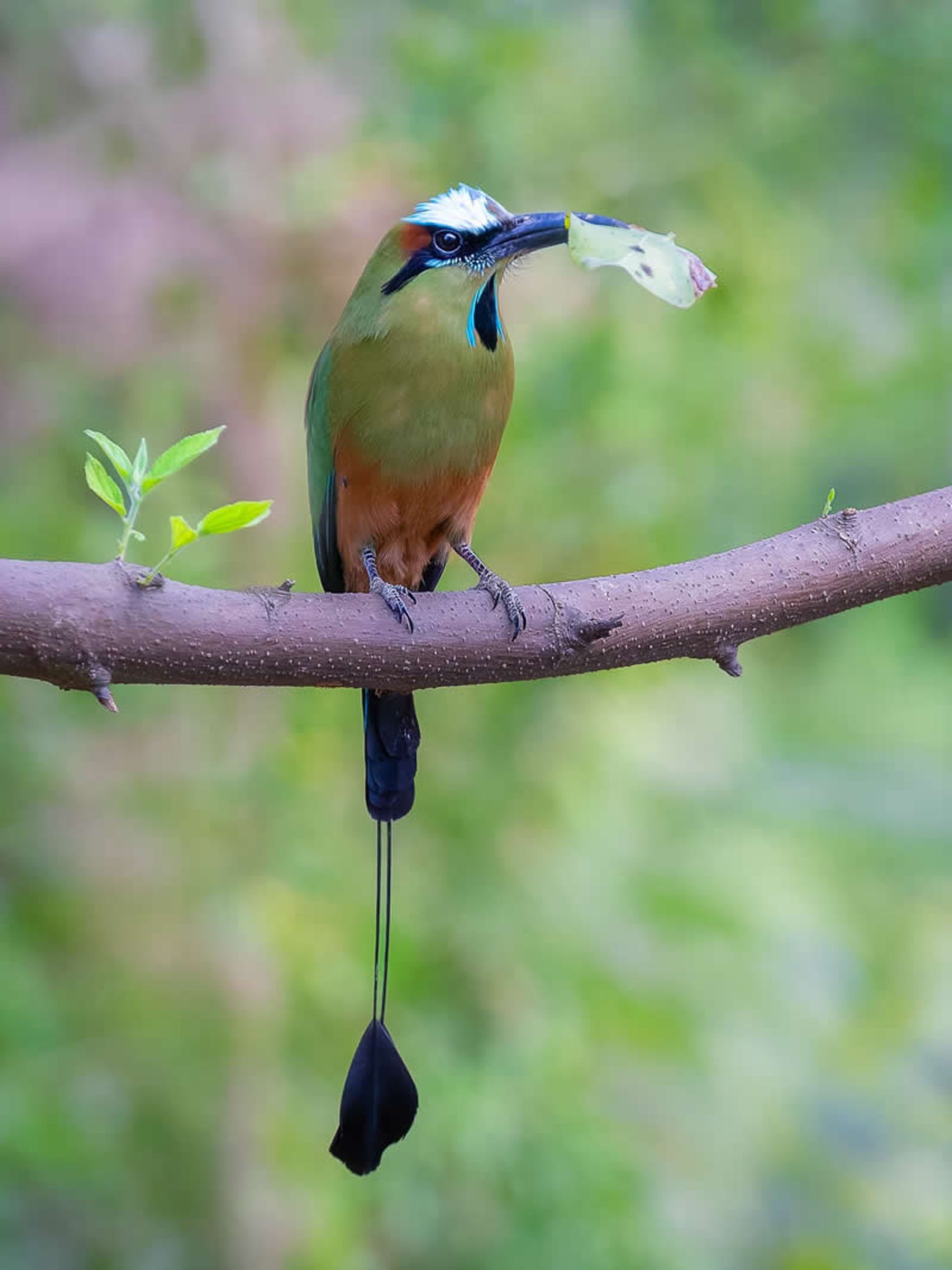 Blue-browed longtail on the hu