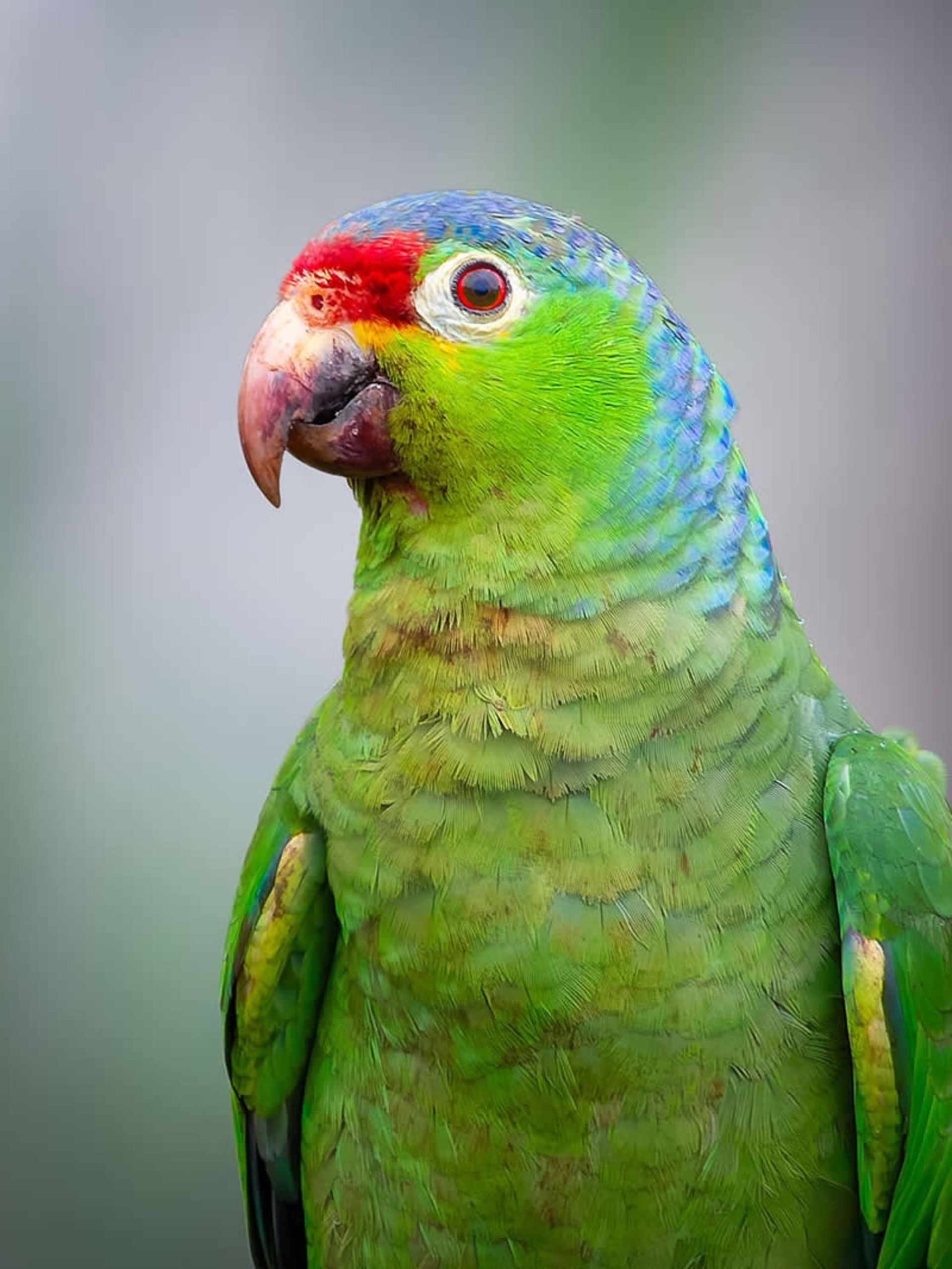 Red-froed parrot in the forest