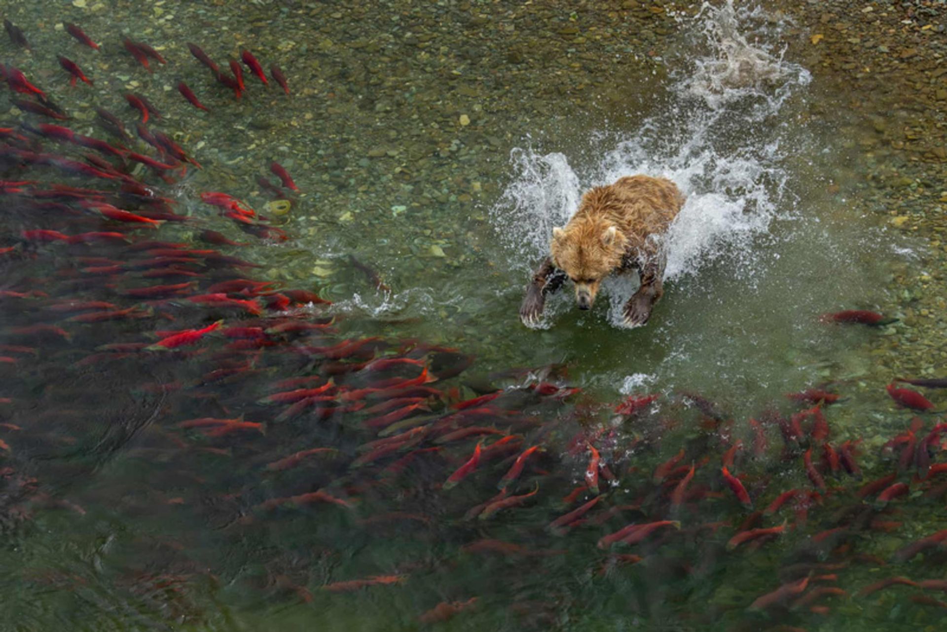 A bear huing salmon