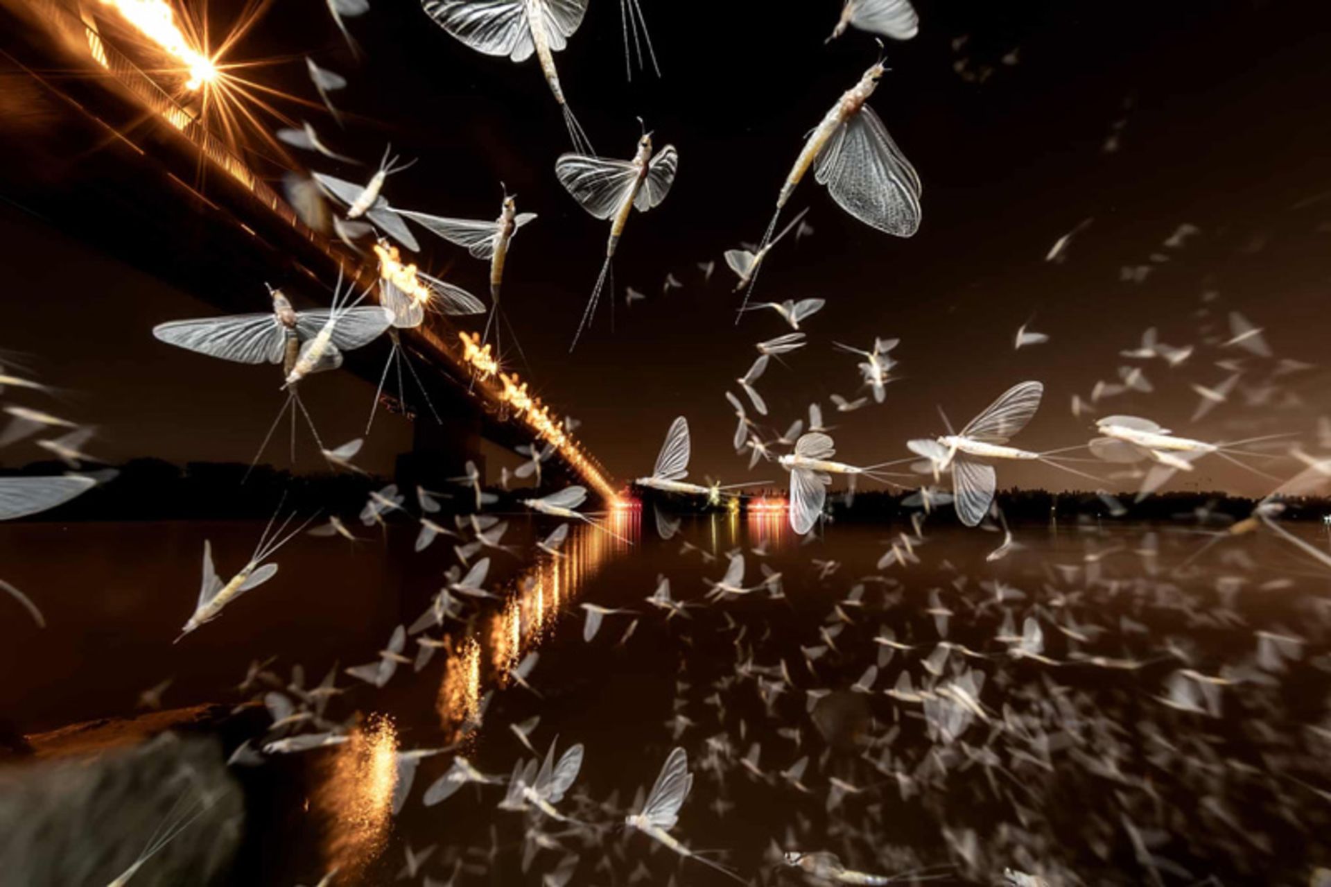 Moths by the bridge