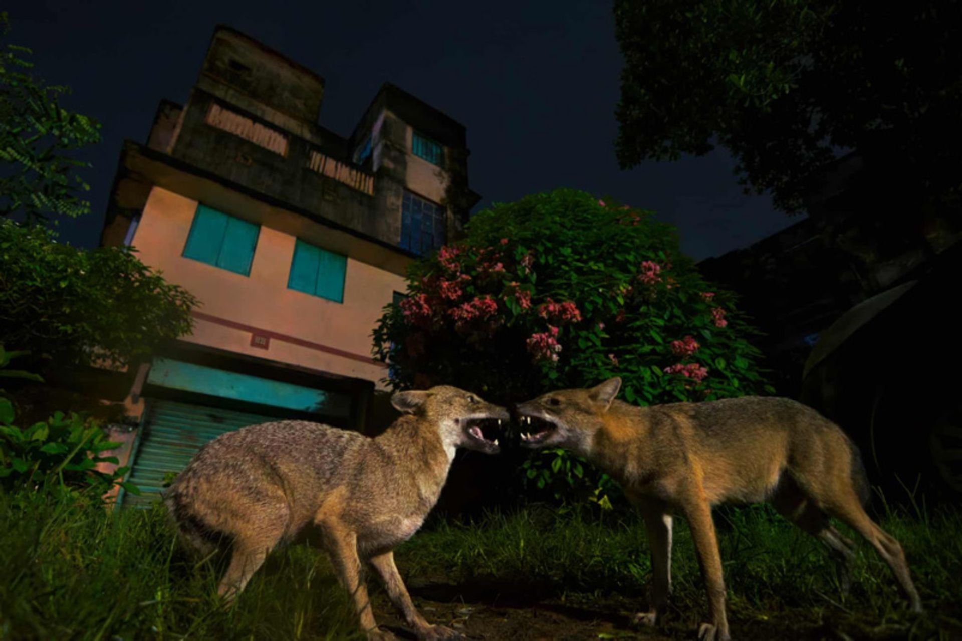 A fight between two jackals to determine the territory