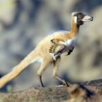 Crow-sized dinosaur