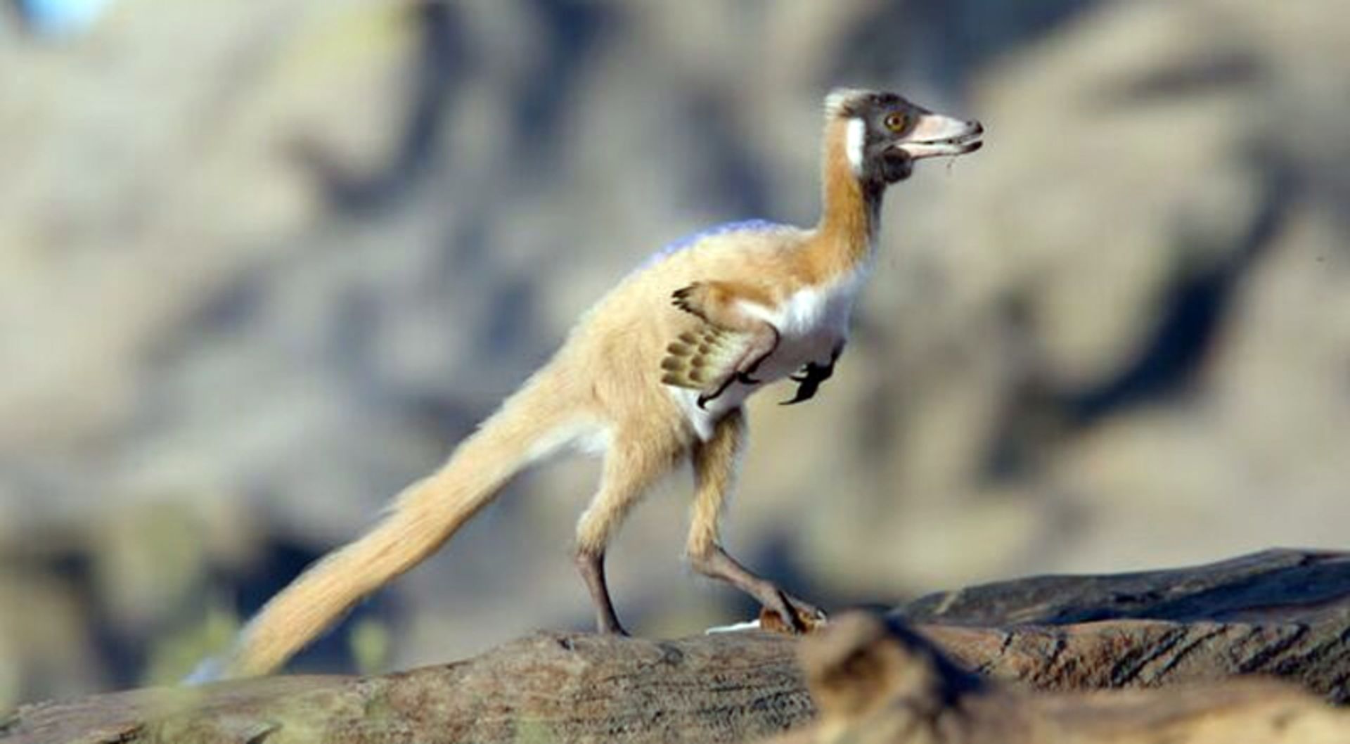 Crow-sized dinosaur