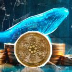 large-cardano-holders-add-819-million-ada-as-price-falls-71-