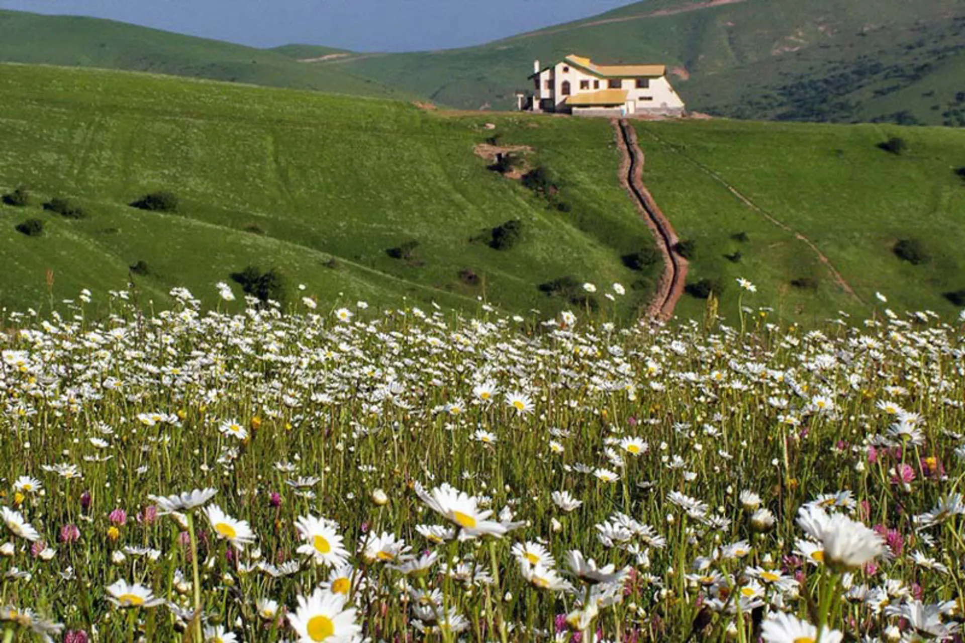 Chamomile and a villa in Fandglou forest