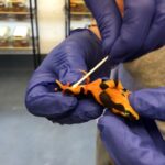 Golden frogs of Panama were saved from extinction diginoy