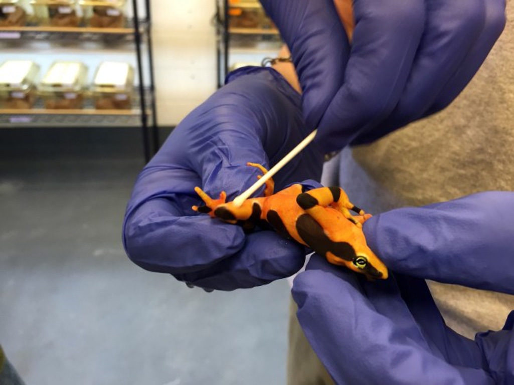 Golden-Frog-Swab Golden frogs of Panama were saved from extinction diginoy